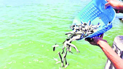 చేప పిల్లల పంపిణీ ఉన్నట్లా లేనట్లా!