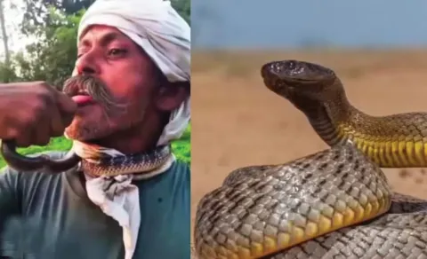 UP Man Lands In ICU After Kissing Poisonous Snake13