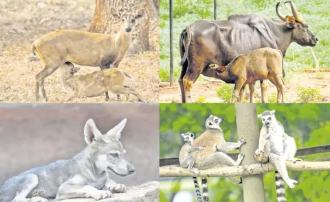 Reproduction of endangered species: Andhra pradesh