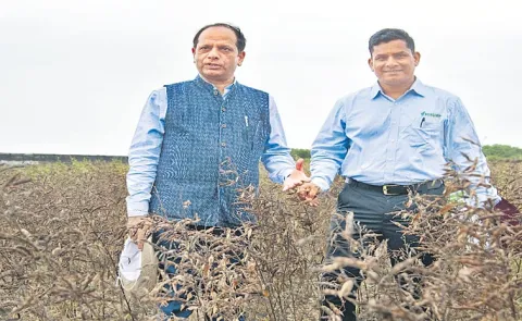 sagubadi: World First Extreme Heat-Tolerant Pigeonpea Developed via Speed Breeding15