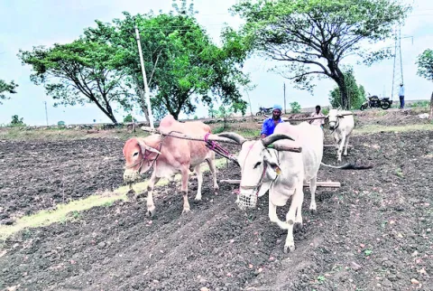పత్తి రైతుపై విత్తన భారం