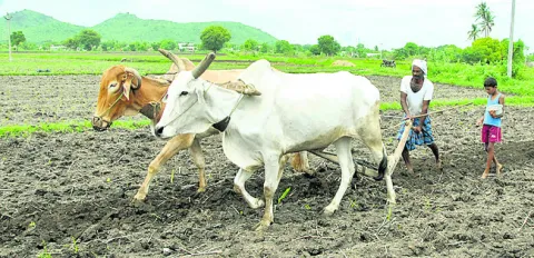 రైతు ఖాతాల్లోకి ‘రైతు భరోసా’