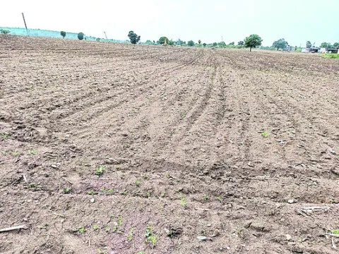 సర్వే