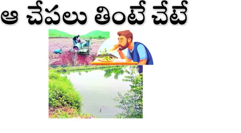 ఫీడిం