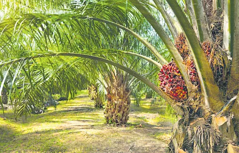  Import duty reduction for oil palm farmers in the state