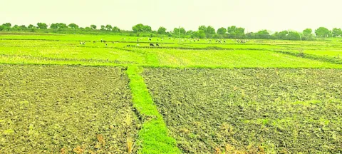 సాగుల