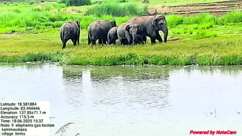 ● కమ్మవలసలో ఏనుగుల గుంపు