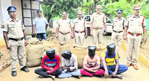 కోకో గింజల దొంగలు దొరికారు