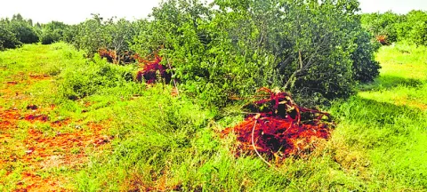 200 బత్తాయి చెట్లు నరికివేత 
