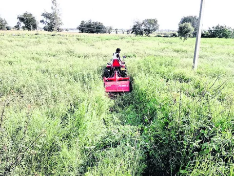 భారంగా పచ్చిరొట్ట సాగు