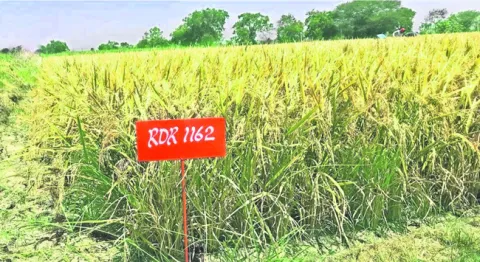 రుద్రూర్‌ వరి ఆర్‌డీఆర్‌–1162