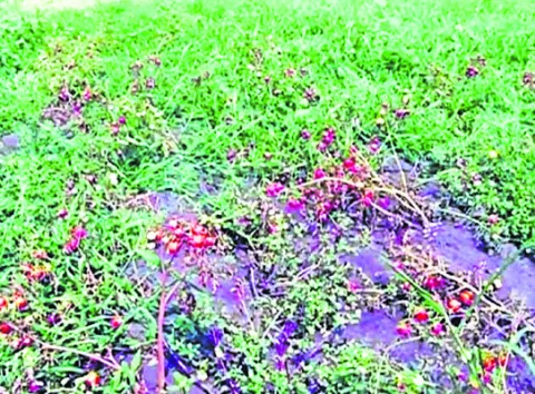 భారీ వర్షంతో టమాటా పంటకు దెబ్బ