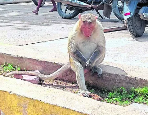 ప్రసూ