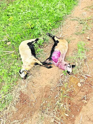 కుక్క
