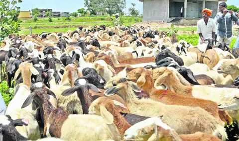 వర్షా