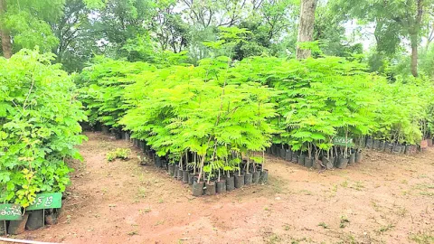 పచ్చద