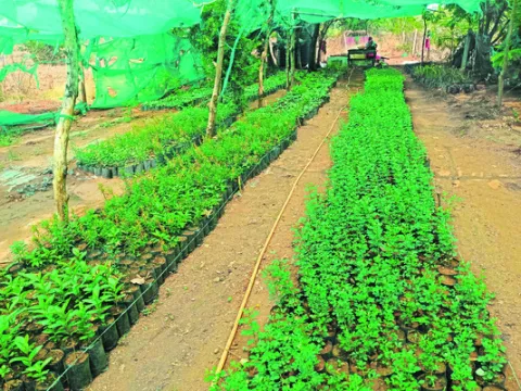 వన మహోత్సవానికి సన్నద్ధం