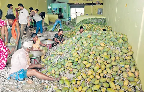 There is no price for Totapuri Mango in the market