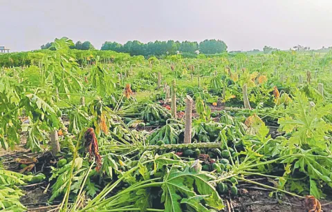 Papaya crop destroyed by tdp party persons
