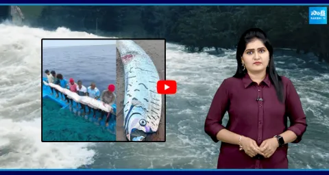 Oarfish Sightings Spark Global Doomsday Fears 1