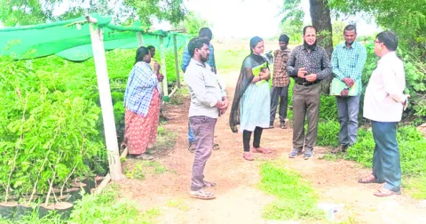 మొక్కల పెంపకంపై ప్రత్యేక దృష్టి 