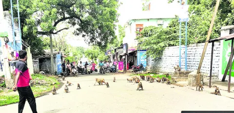 ఆపరేష