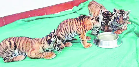 వేట న