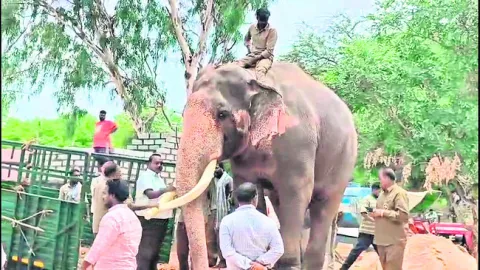ముసలిమడుగుకు మరో కుంకీ ఏనుగు 