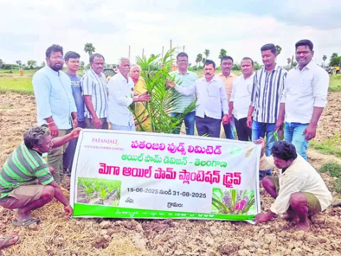 ఆయిల్‌పామ్‌ సాగుతో అధిక ఆదాయం