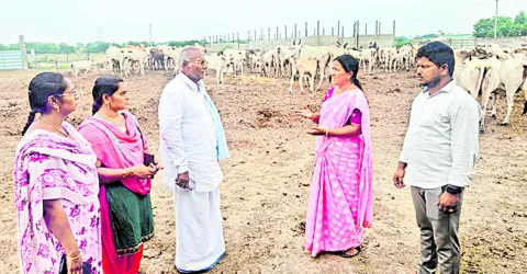 ఘనజీవామృతంతో నేల సారవంతం 