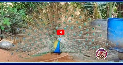 A Peacock That Has Been Living In A Temple From Six Years 1