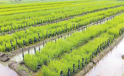 Rice research centers making quality varieties available
