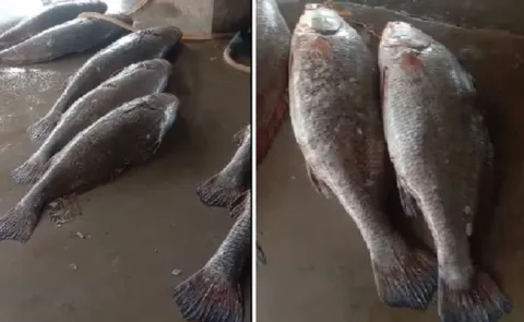 Telia Bhola fish Fisherman becomes millionaire overnight12