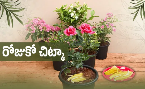 Tip of th Day Banana peel best fertiliser for balcony plants15