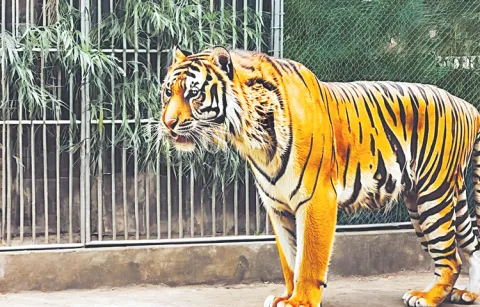 Tiger enclosure work halted due to transfers of senior officials