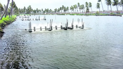 ఆక్వా