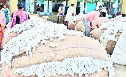 క్వింటా పత్తి రూ.8,025 