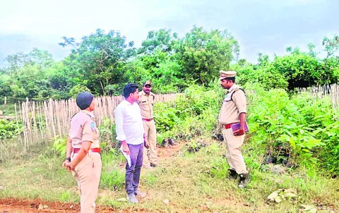 మొక్కల పెంపకంలో జాగ్రత్తలు పాటించాలి