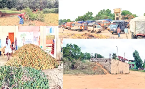 Mango farmers owes in andhrapradesh tirupati