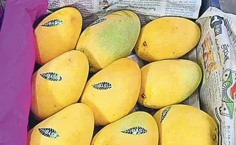 Ulavapadu mangoes exported abroad
