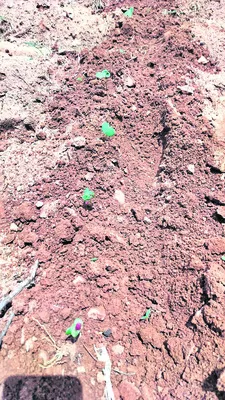 సాగు ఖర్చులు ఎకరానికి.. (రూ.ల్లో) 