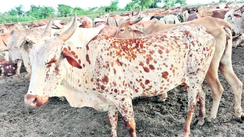 కోడే 