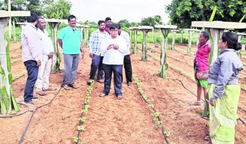 ఉద్యాన పంటల పరిశీలన 
