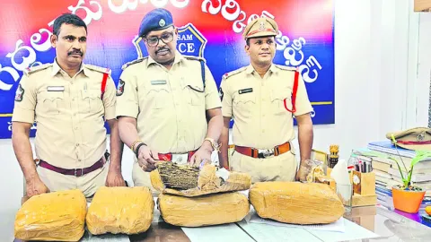 గంజాయ