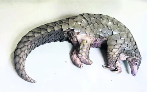 అడవి 