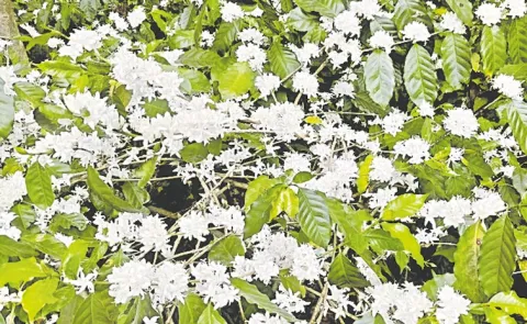 Coffee cultivation in Manyam