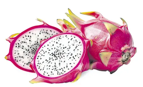 Dragon Fruit Cultivation: Anakapalle District