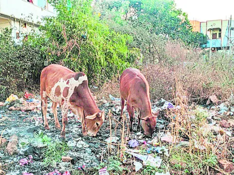 పాలిథిన్‌.. పాయిజన్‌!