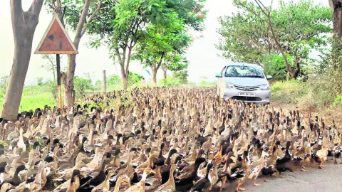 ఫ బాతులే జీవనాధారం