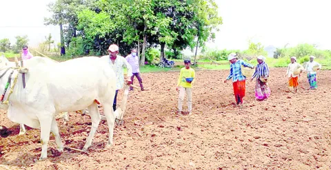 పసుపు వైపే రైతన్న చూపు
